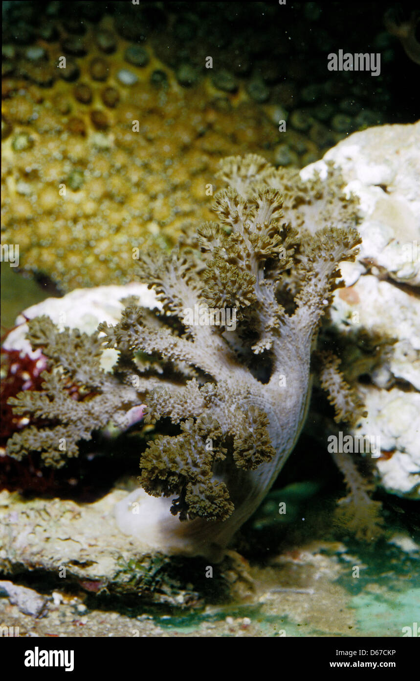 Finger Leather Coral, Cladiella sp.,Alcyoniidae Stock Photo