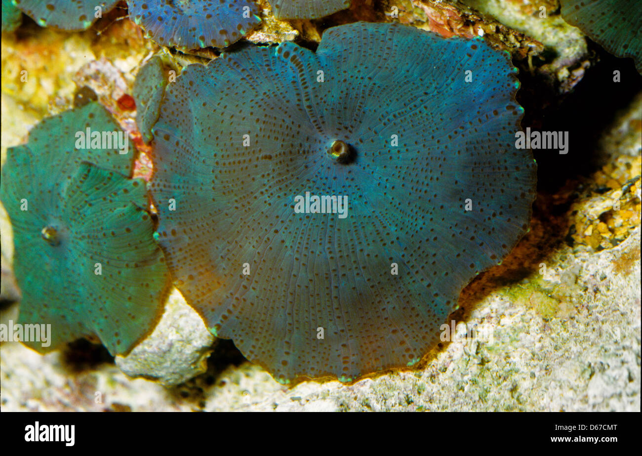Bullseye Mushroom or Tonga Blue Mushroom Rhodactis inchoata, Discosomatidae, Indo-pacific Ocean Stock Photo