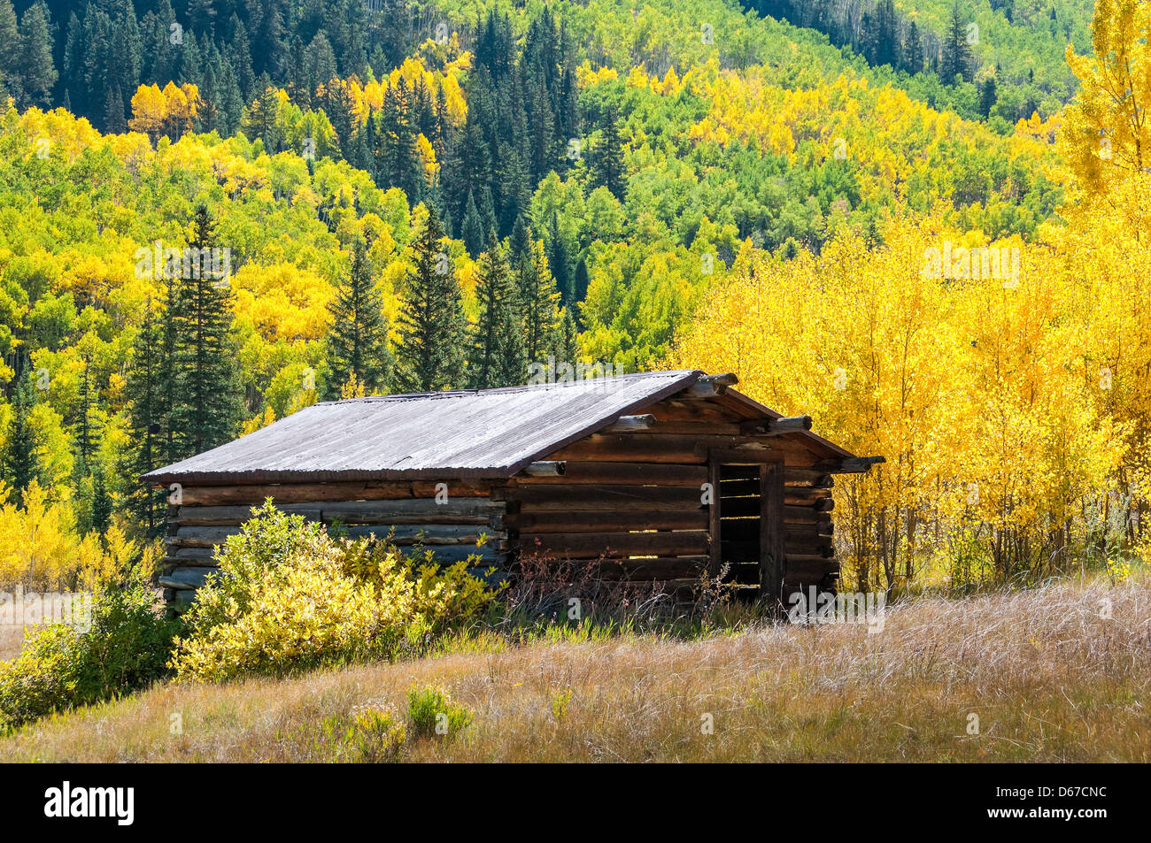 Buildings surrounded by autumn foliage, Ashcroft ghost town, Pitkin County near Aspen, Colorado. Stock Photo