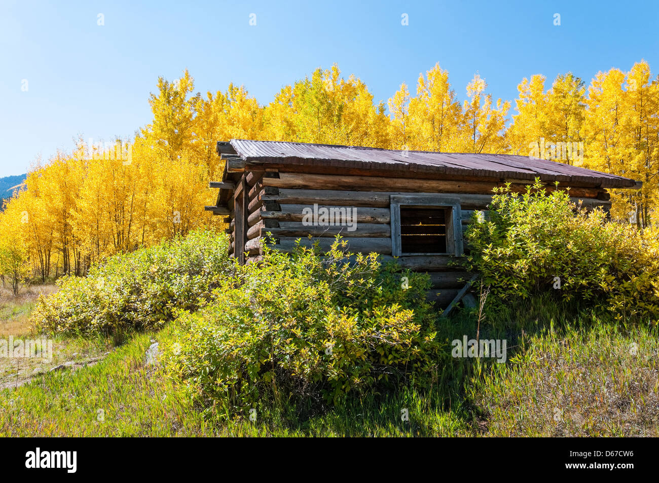 Buildings surrounded by autumn foliage, Ashcroft ghost town, Pitkin County near Aspen, Colorado. Stock Photo