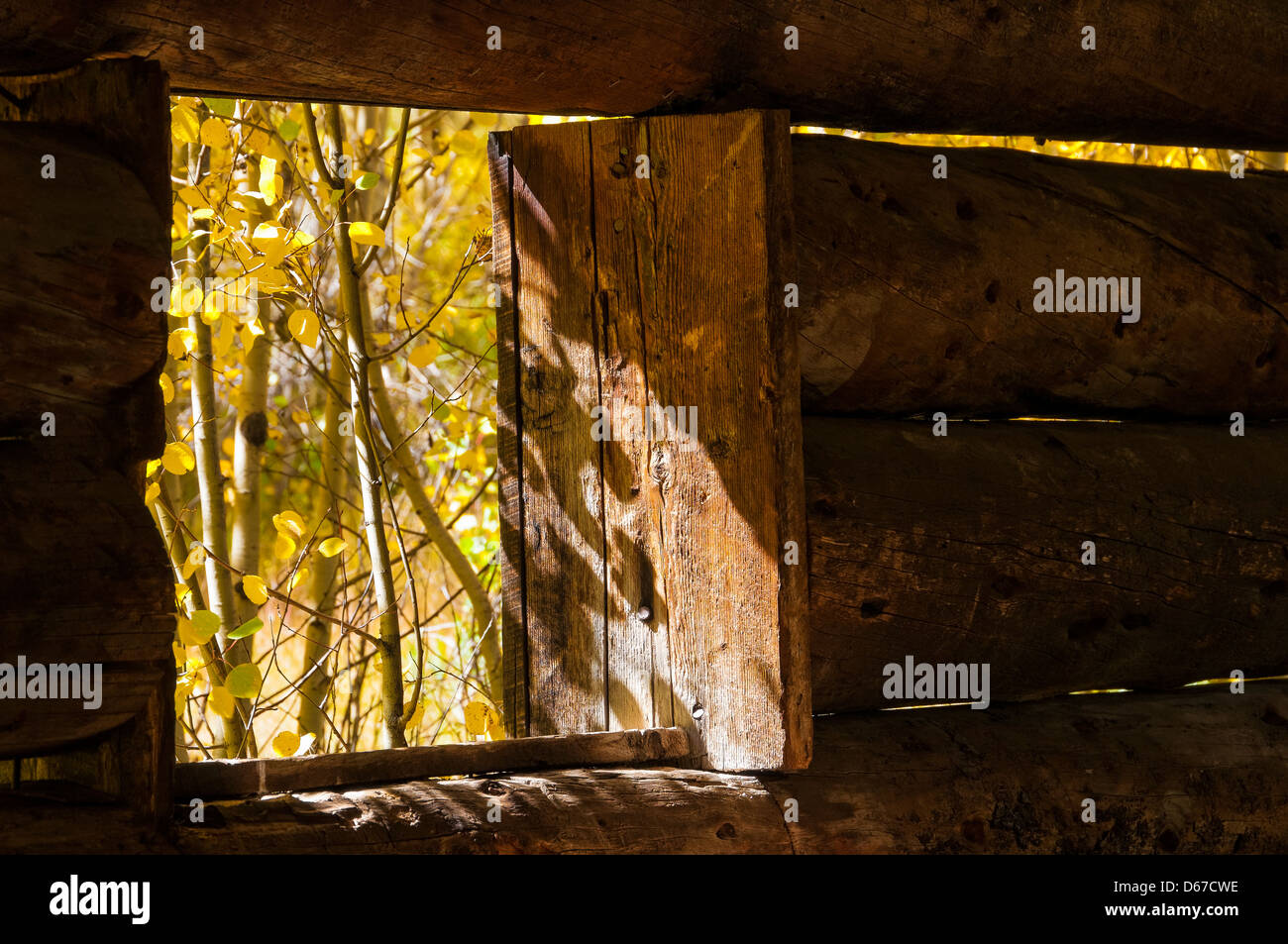 Autumn foliage seen through the window of a miner's cabin, Ashcroft ghost town, Pitkin County near Aspen, Colorado. Stock Photo