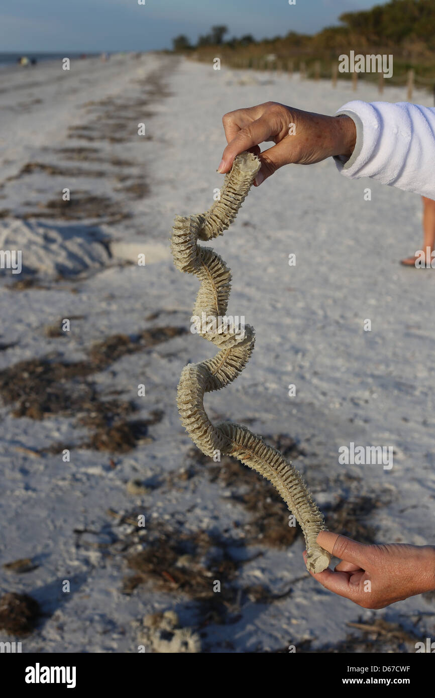 The egg chain of the Lightning Whelk, Busycon sinistrum The egg chain of the Lightning Whelk, Busycon sinistrum