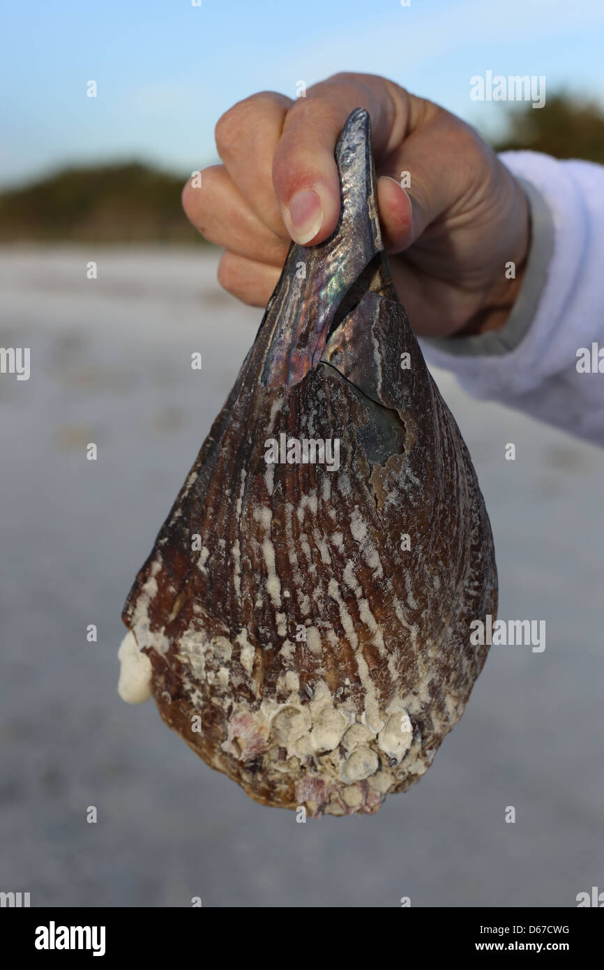 A Stiff Pen sea shell, Atrina rigida, held in a hand at Sanibel Island, Florida, USA Stock Photo