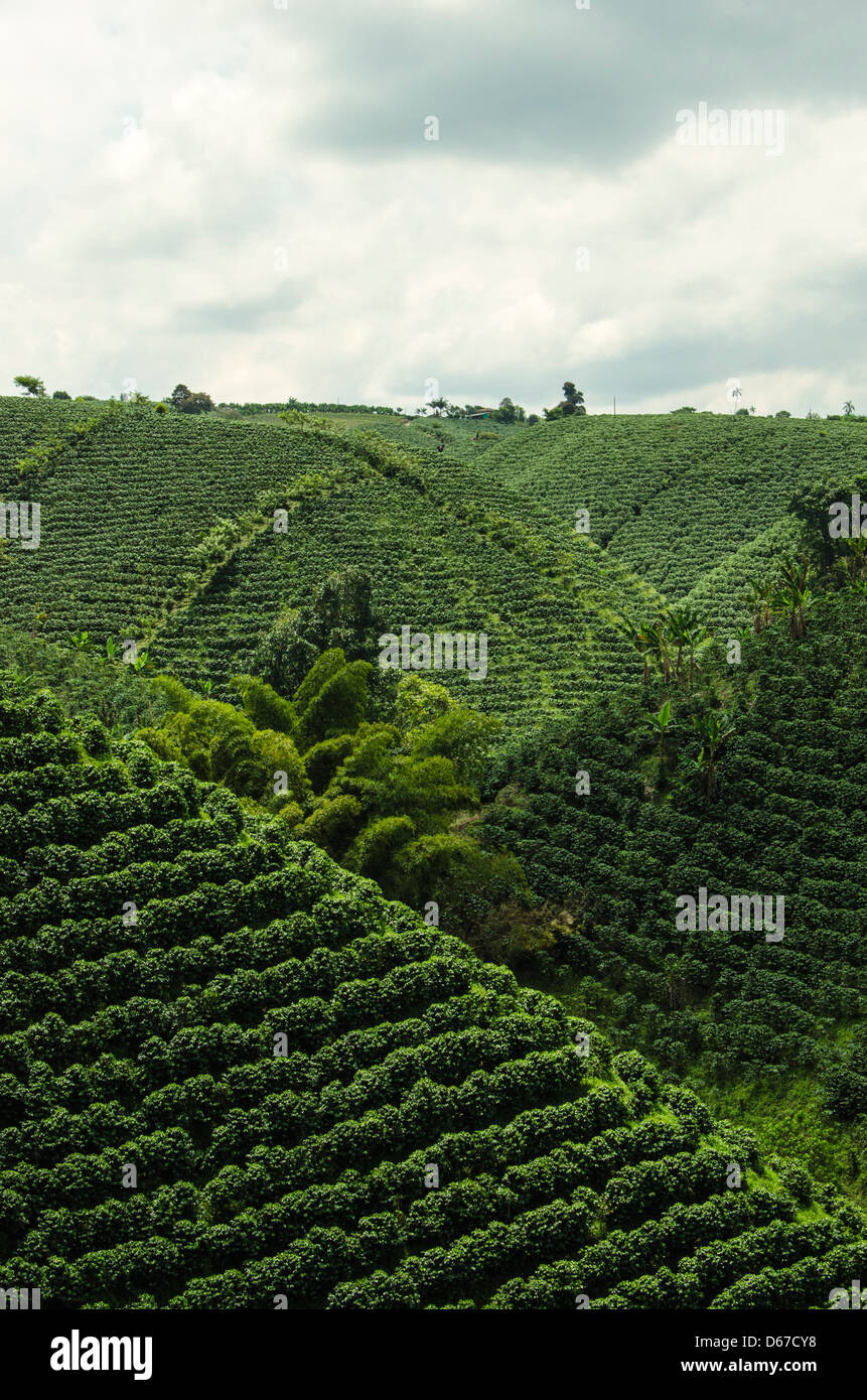 Colombia, Coffee Crops Stock Photo