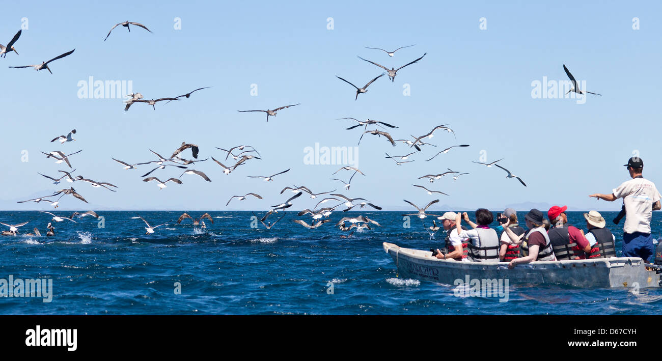 Ecotourists in a skiff, photographing a flock of gulls and pelicans in a feeding frenzy off Isla Santa Catalina, Sea of Cortez Stock Photo