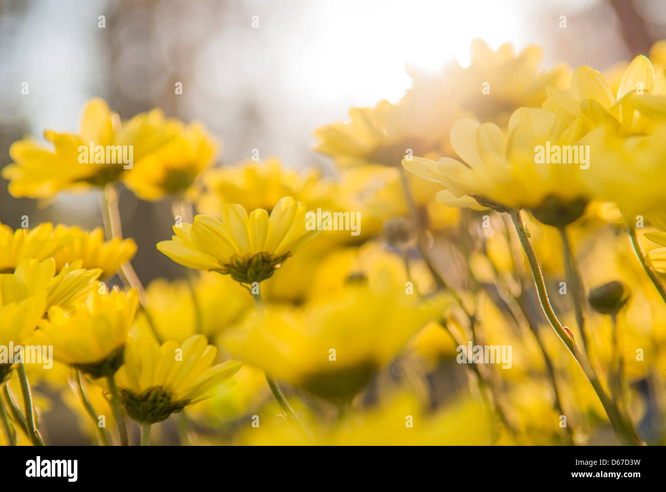 Close up of yellow flowers in bloom Stock Photo Alamy