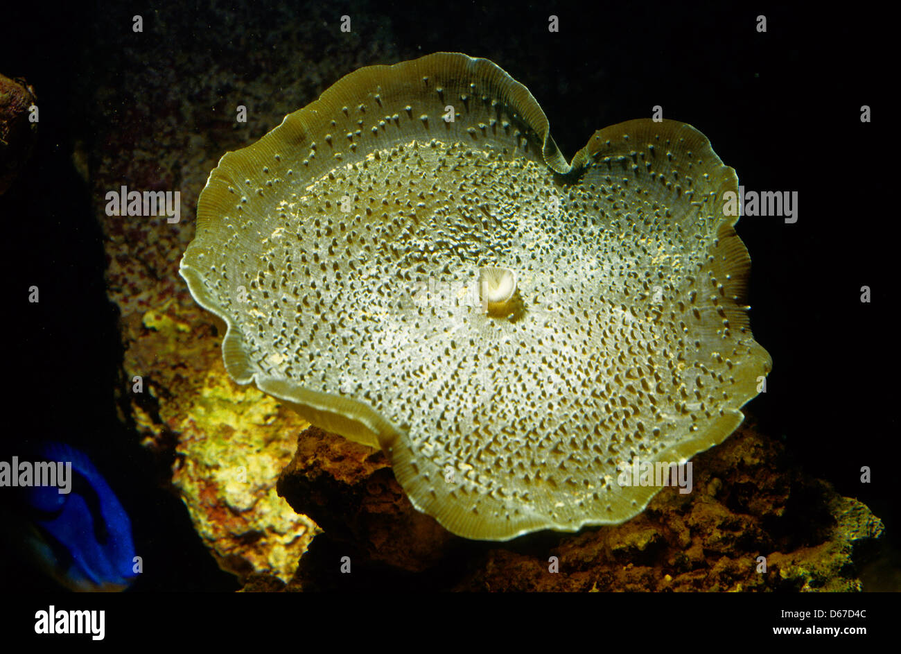 Giant Mushroom Anemone or Elefant Ear Amplexidiscus fenestrafer, Actinodiscidae, Indo-pacific Ocean Stock Photo
