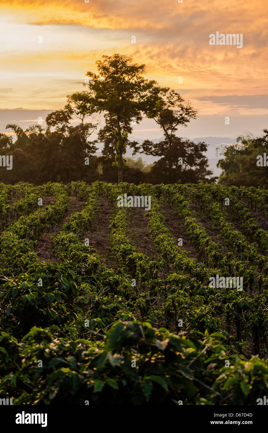 Coffee plantations in the 'Coffee Triangle zone of Colombia' at sunset Stock Photo