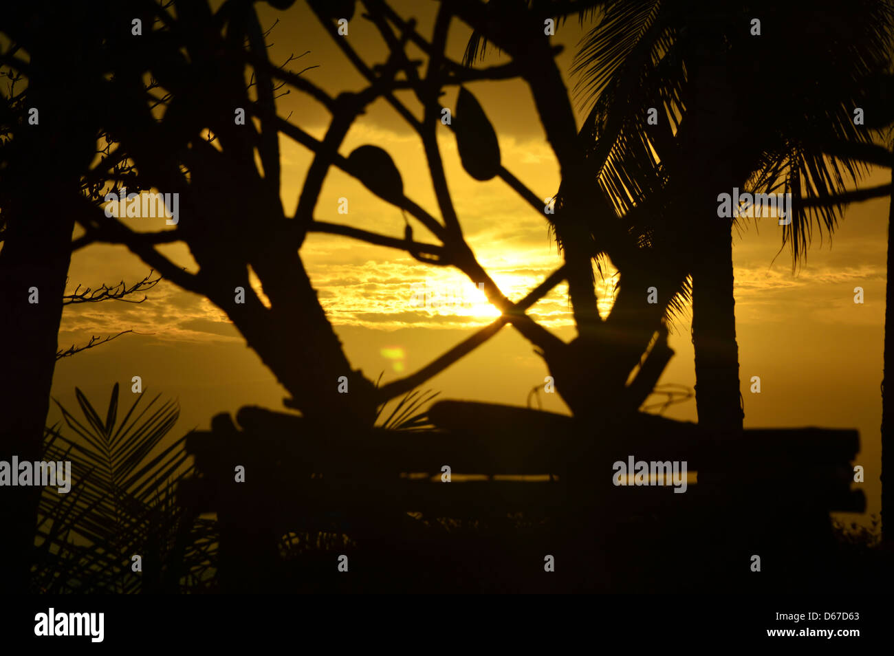 Silhouette of trees at sunset, Thailand, Southeast Asia Stock Photo