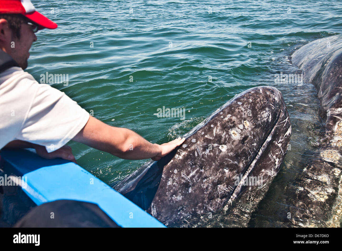 Ecotourist stroking a wild, 'friendly' Gray Whale, Eschrichtius robustus calf; mother whale pushes her calf towards the skiff Stock Photo