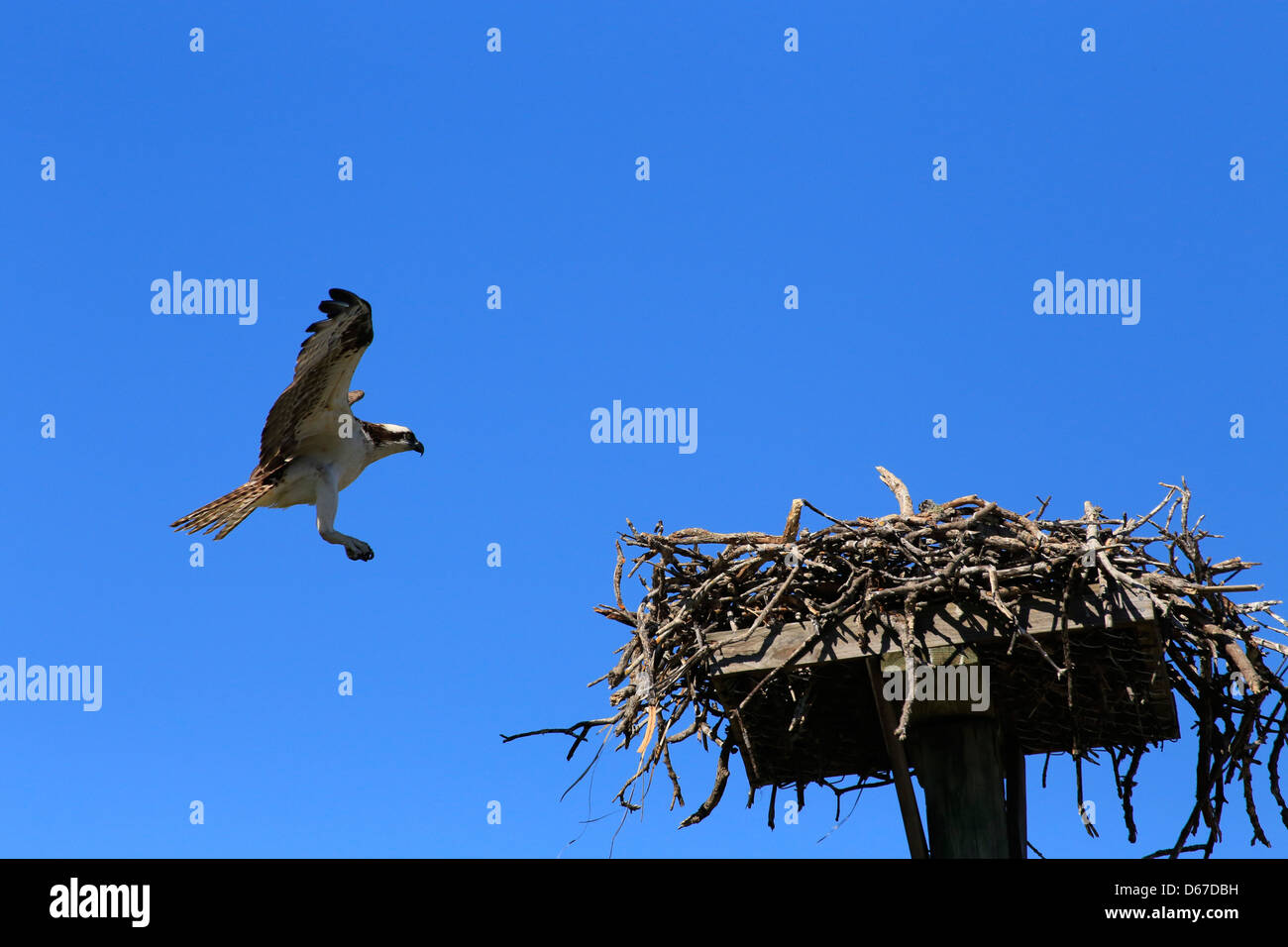 The Osprey (Pandion haliaetus), sometimes known as the sea hawk, fish