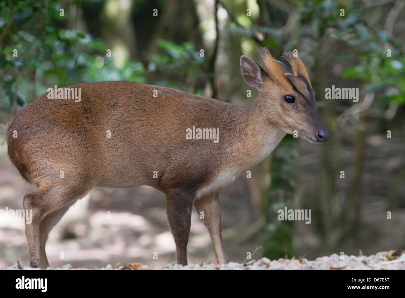 muntiacus muntjak - Muntjac deer standing in woodland Stock Photo