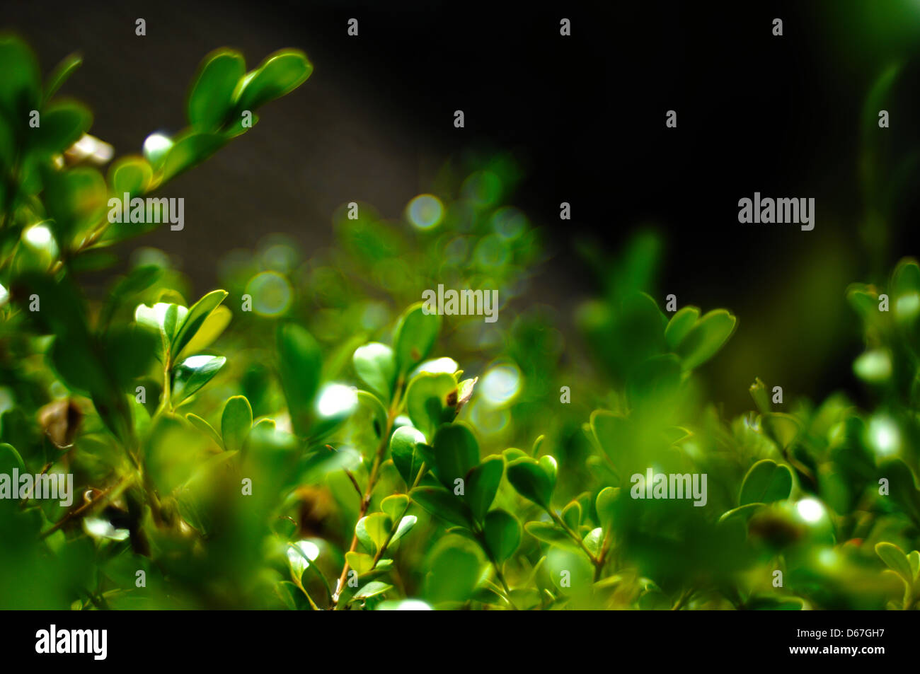 Greenscale hi-res stock photography and images - Alamy