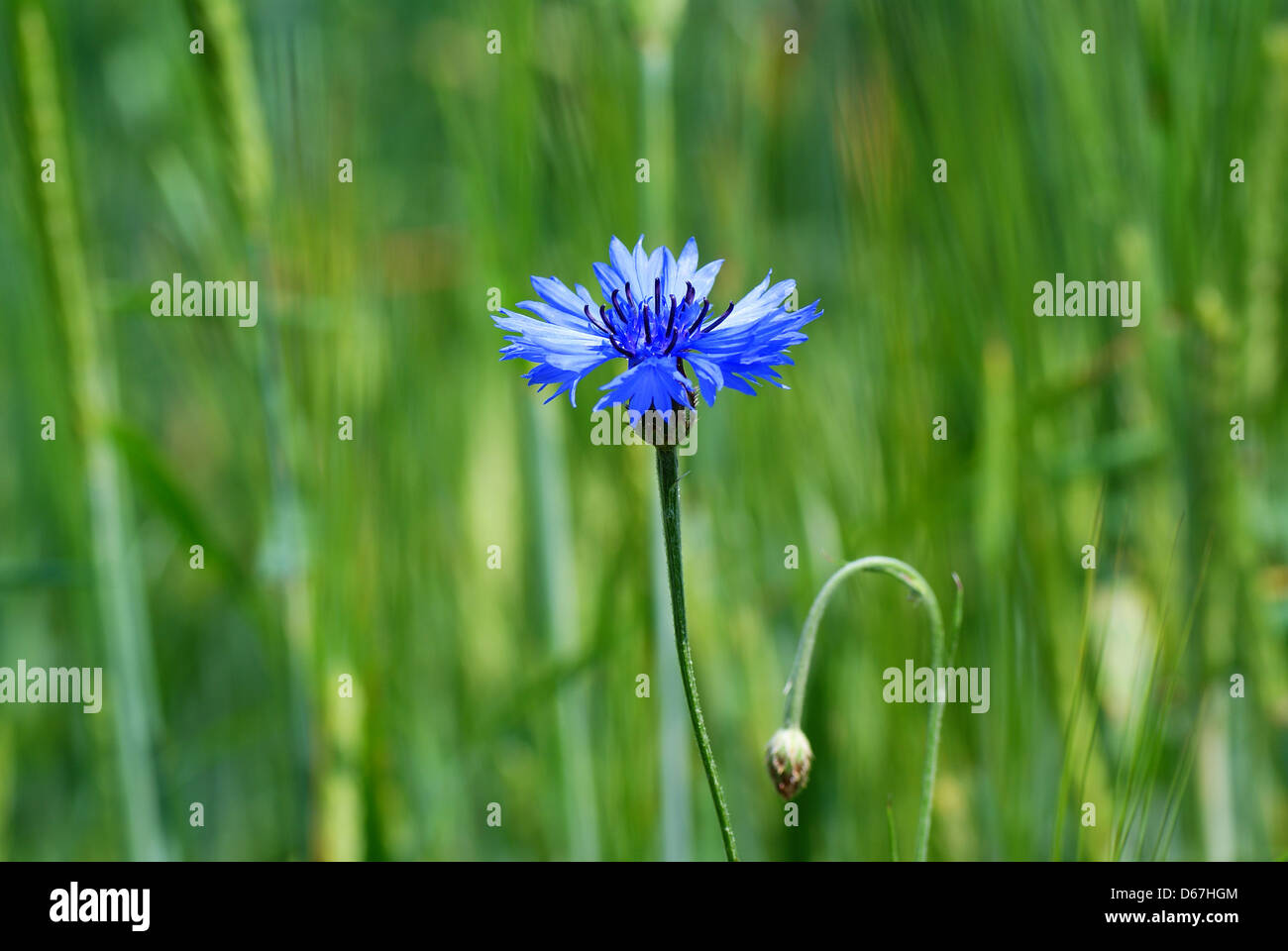blue single cornflower on green cereal's background Stock Photo