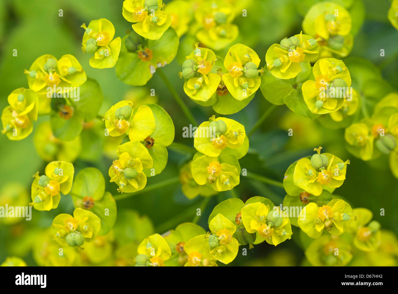 yellow small flowers savagely growing on meadow Stock Photo Alamy