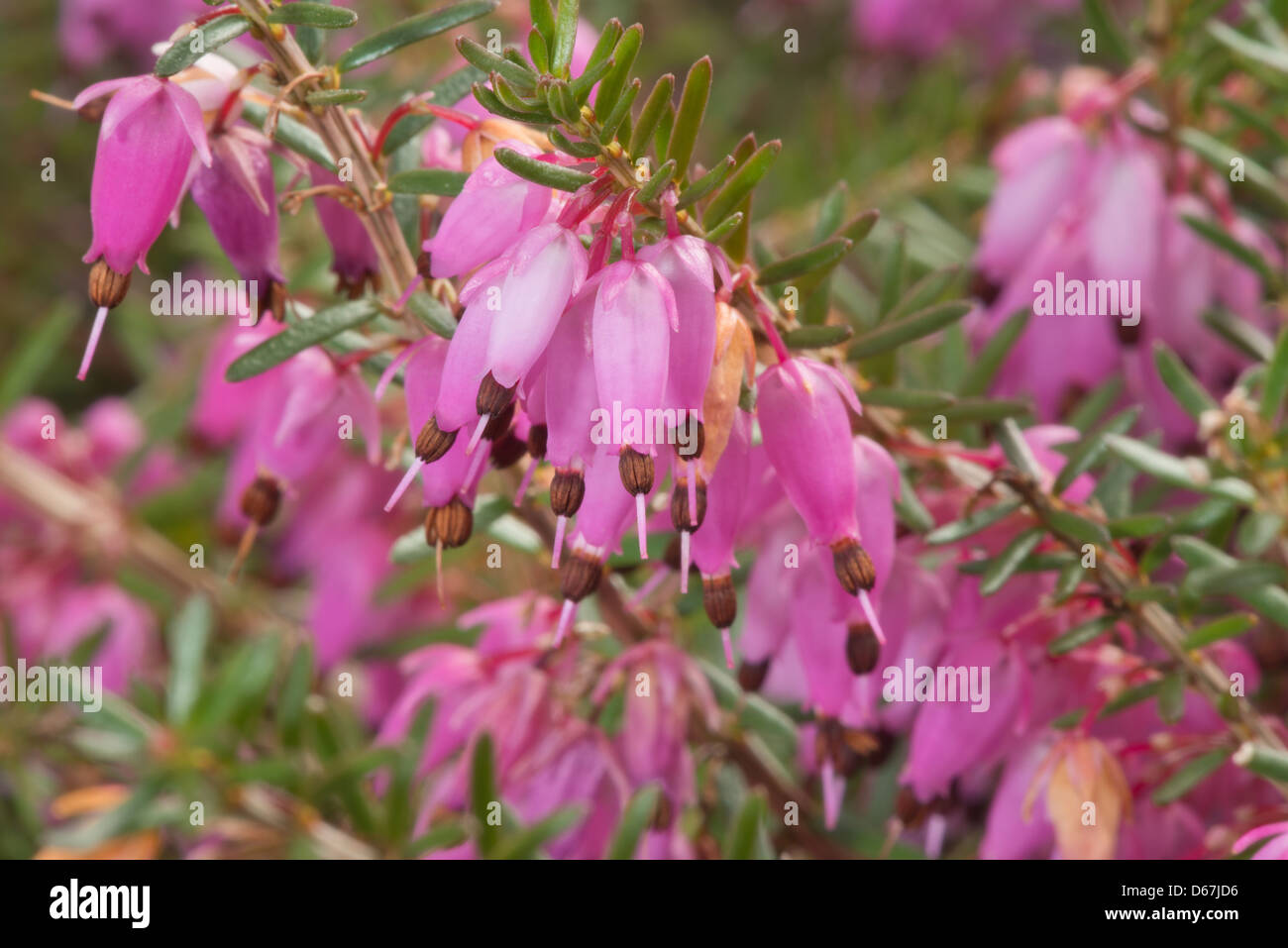 Erica cinerea pretty heather plant on chalk soil heath pale pink to mauve flowers delicate and bell shaped flowers Stock Photo