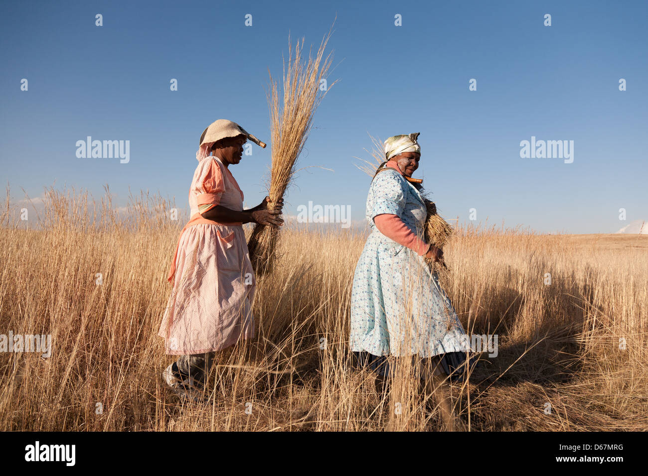 African women collecting and tying bundles of grass in the field Stock Photo