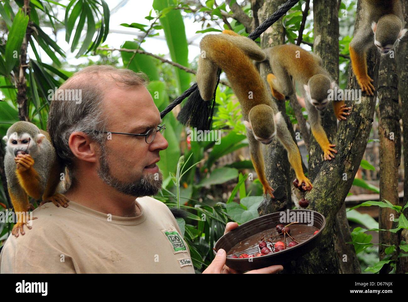 Zookeeper Sebastian Schorr feeds squirrel monkeys at the tropical park 'Gondwanaland' at the zoo