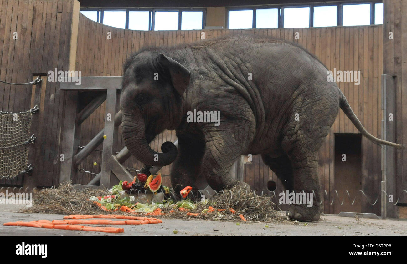 Ostrava zoo, Czech Republic. 13th April 2013. The elephant youngster named  Rashmi, acconpanied by her mother Johti, celebrated her second birthday on  April 12 in Ostrava zoo, the celebration took place on