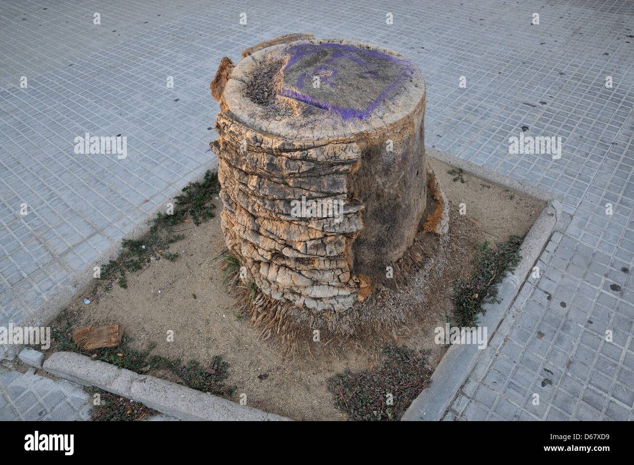 a palm tree stump Stock Photo Alamy