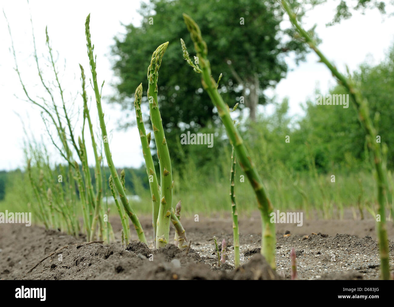 18+ Pic Of Asparagus Plant