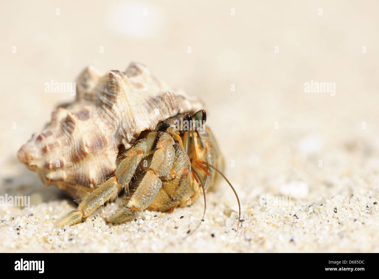 Hermit Crab on a beach Stock Photo - Alamy