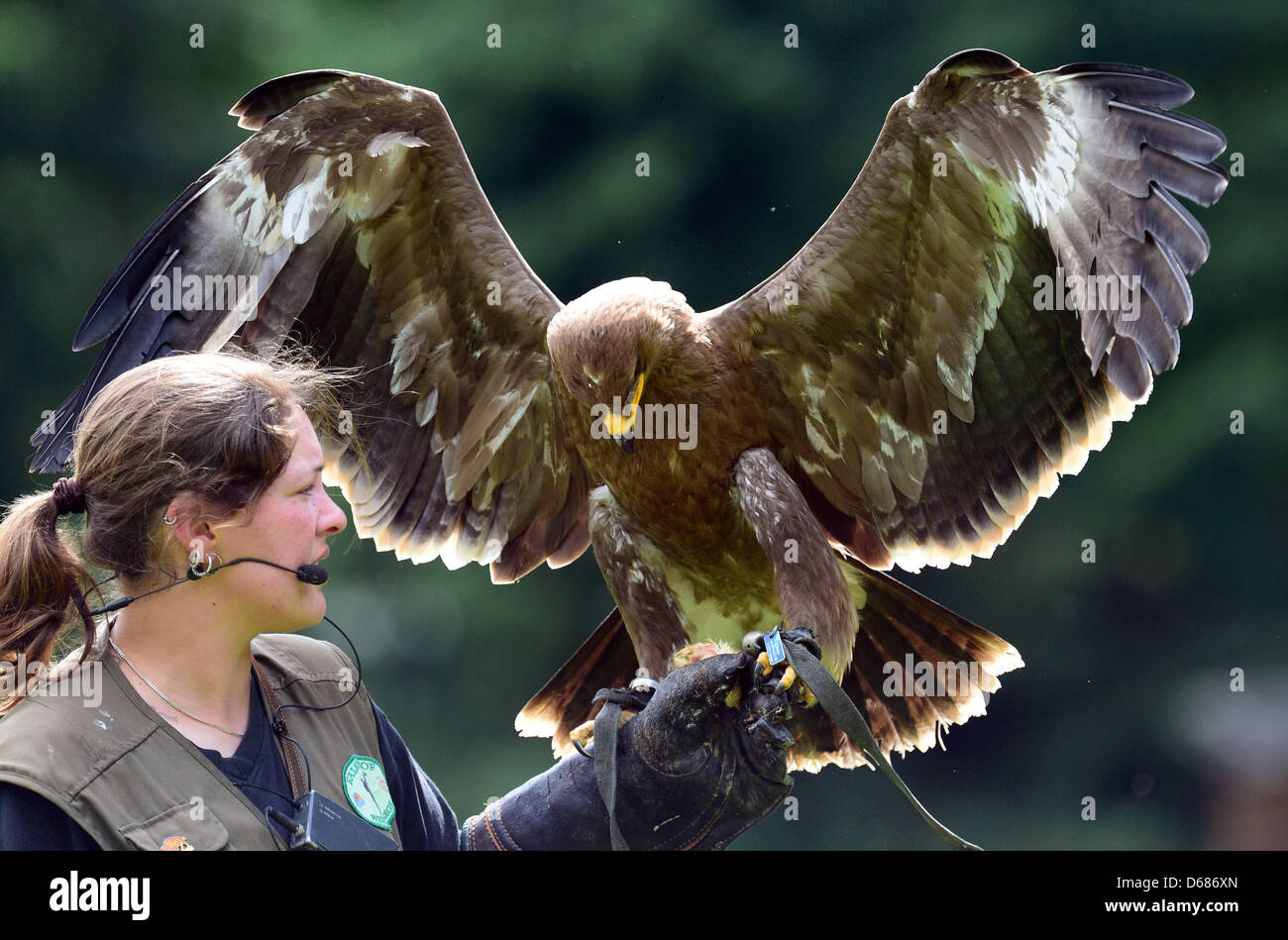 Eagle Louis and falconer Vanessa present their show at the Wisent enclosure in Springe, Germany, 03 July 2012.   Photo: Peter Steffen Stock Photo