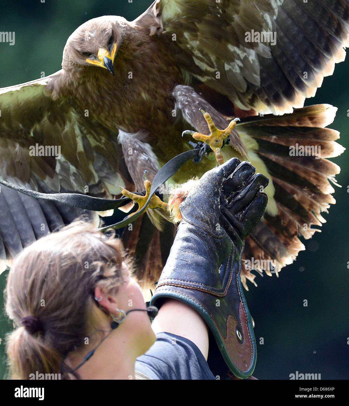Eagle Louis and falconer Vanessa present their show at the Wisent enclosure in Springe, Germany, 03 July 2012.   Photo: Peter Steffen Stock Photo