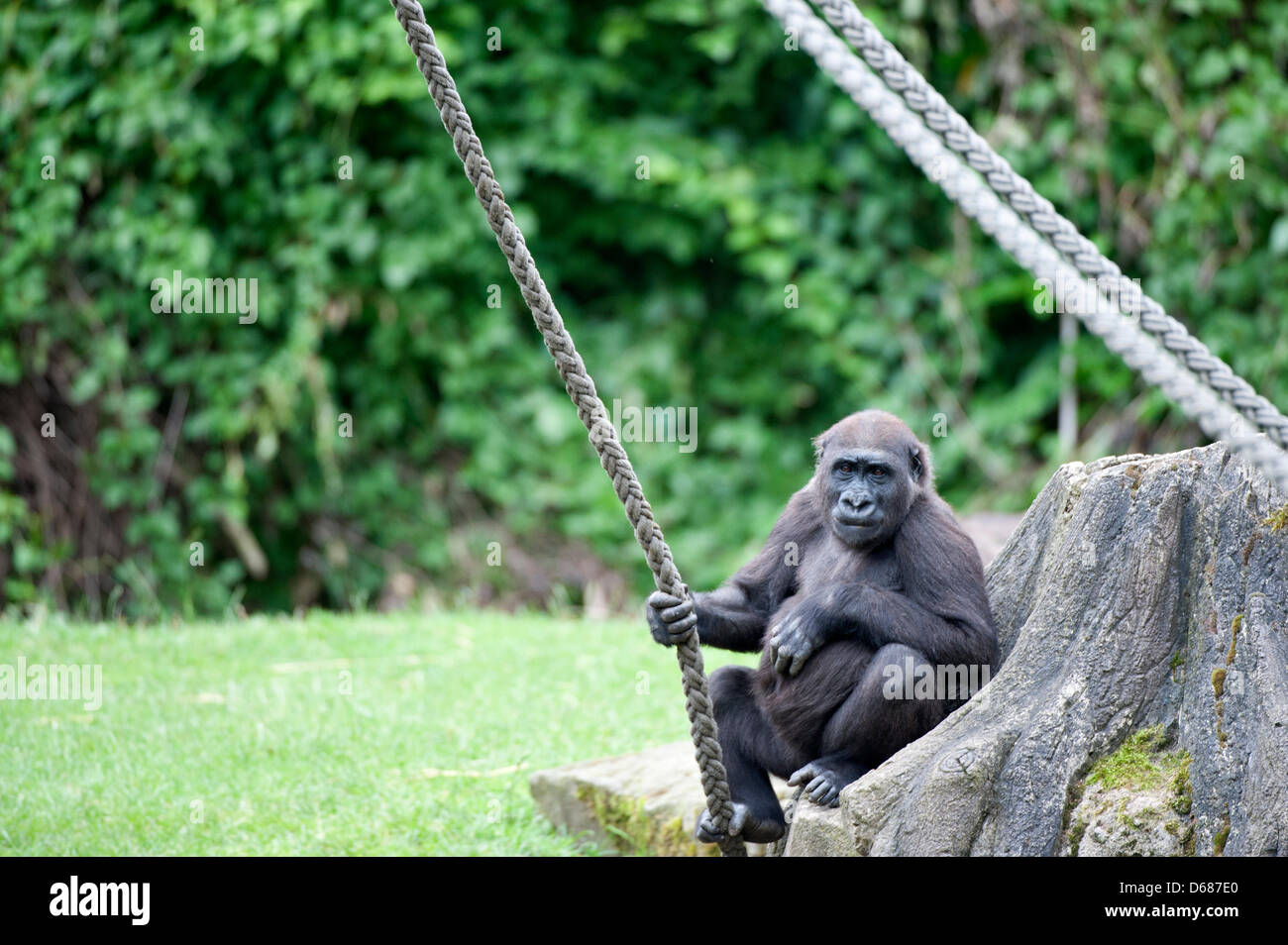A gorilla sits at the zoo in Hanover, Germany, 03 July 2012. A study by the Great Ape Project published in 'National Geographic' has given German zoos a dismal grade. According to the study, the conditions under which primates are kept is deficient or unsatisfactory. Photo: EMILY WABITSCH Stock Photo