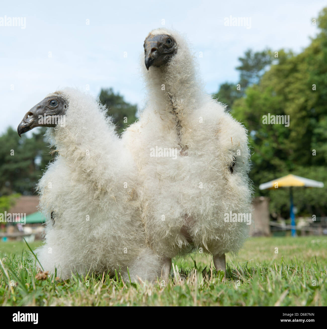 Young turkey vultures hi-res stock photography and images - Alamy