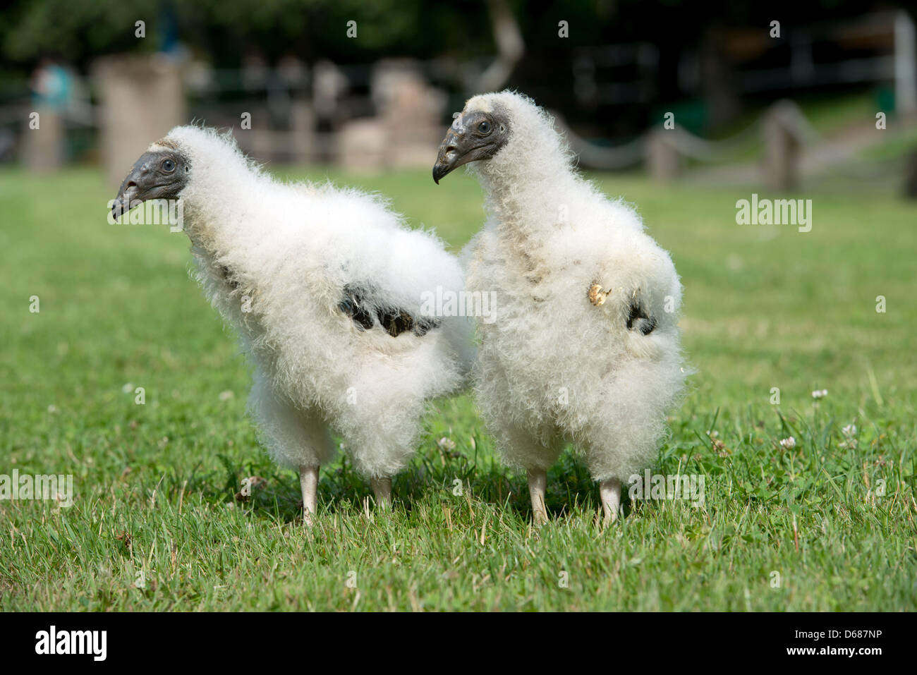 Two small Turkey Vulture chicks walks across a field at the zoo in