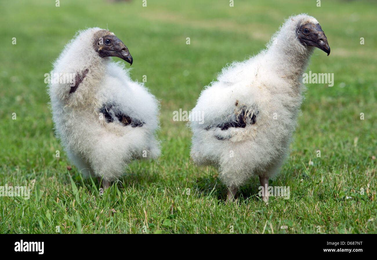 Two small Turkey Vulture chicks walks across a field at the zoo in