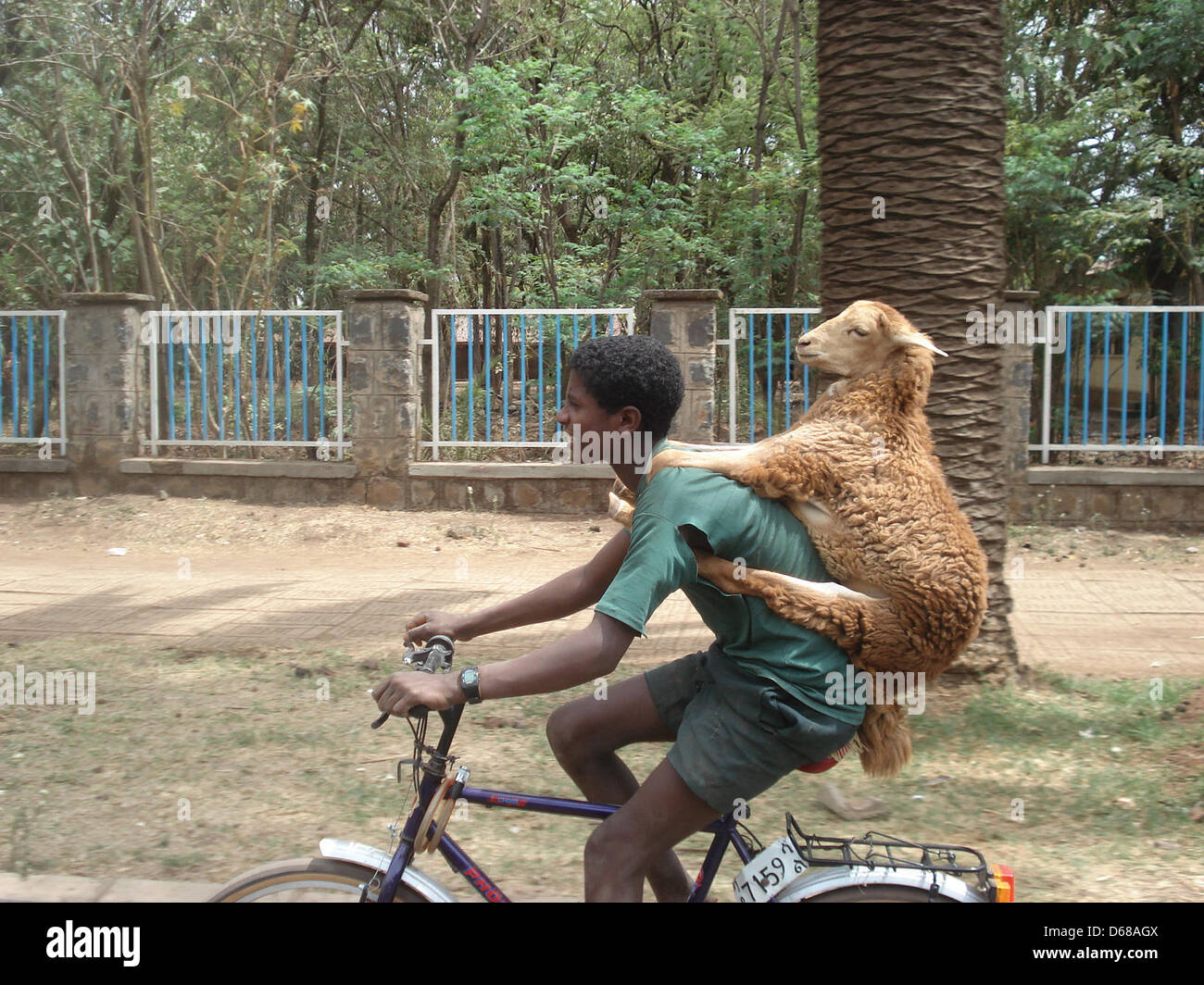 file-a-file-photo-dated-2009-shows-a-boy-cycling-with-a-sheep-on-his-D68AGX.jpg