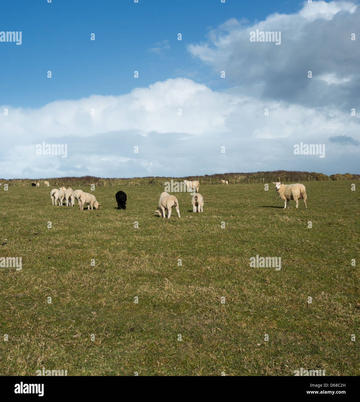 Spring lambs in a field on the north Devon coastline. Stock Photo