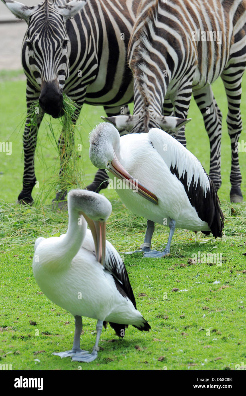 Two pelicans clean themselves in front of three grazing zebras at the ...