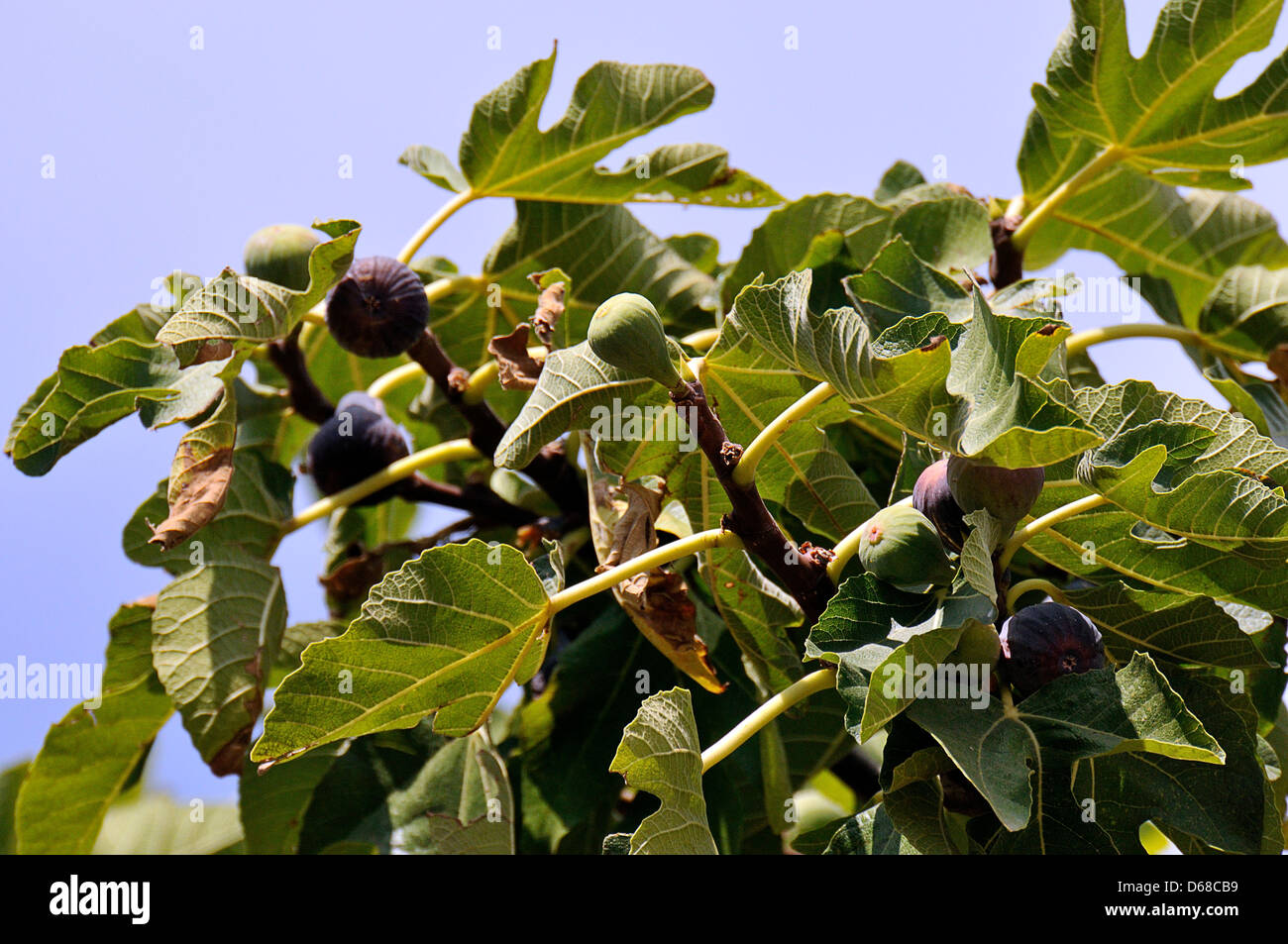 fig tree full of figs Stock Photo Alamy