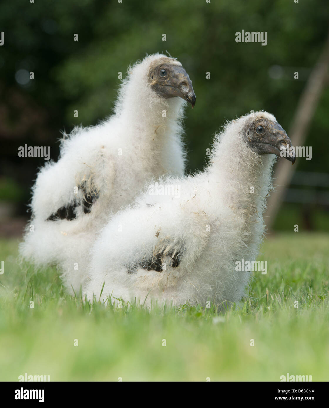 Two small Turkey Vulture chicks walks across a field at the zoo in