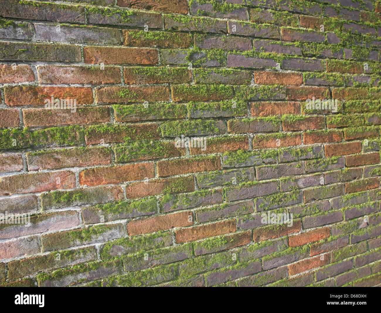 Green Lichen Background On The Brick Stock Photo, Picture and