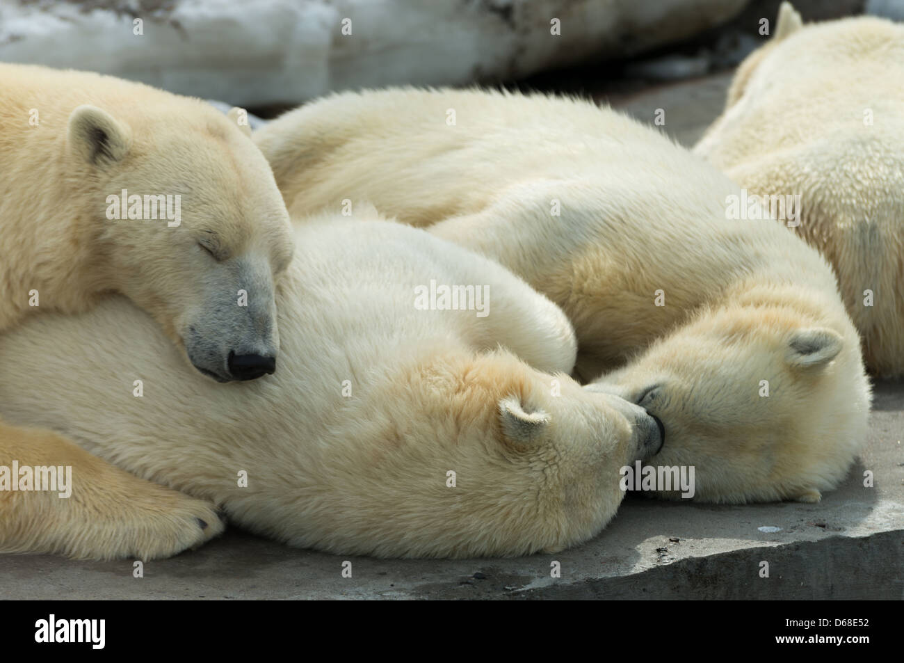 Animals: group of polar bears, mother and cubs, having a rest, sleeping alltogether Stock Photo