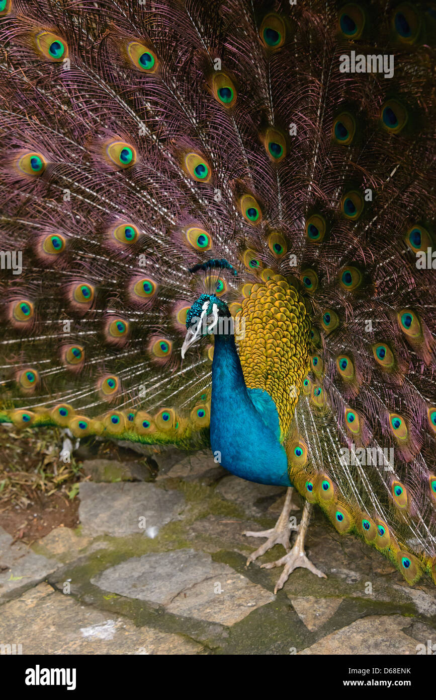 La Palma Canary Islands Zoo Santa Cruz. Maroparque. Peacock