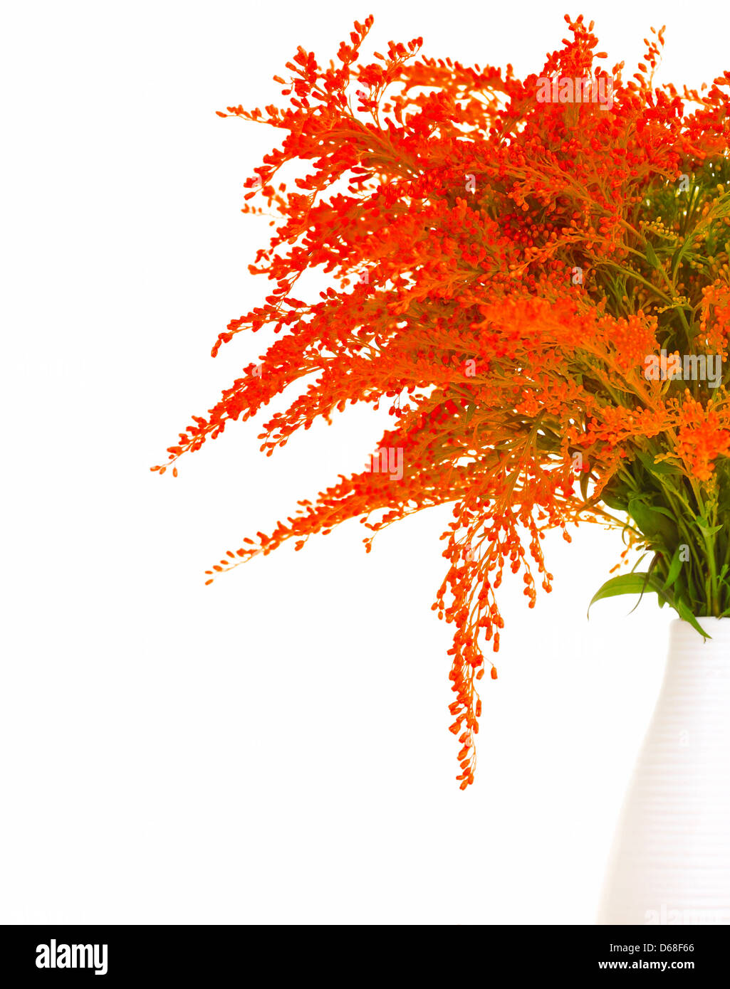 Fresh red spring flowers border in the vase isolated on white ...