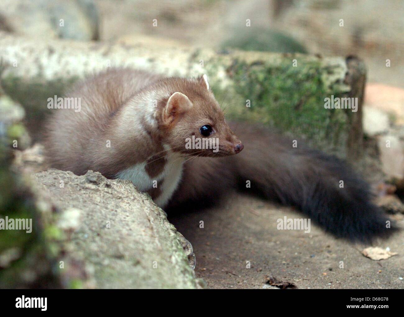 Car Marten High Resolution Stock Photography and Images Alamy