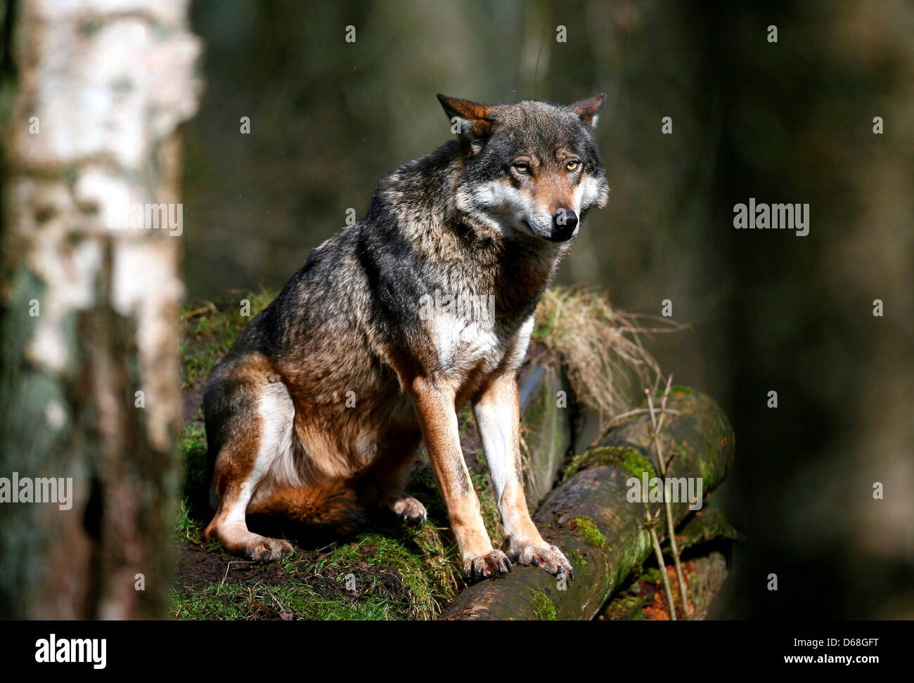 (dpa-file) - A file picture dated 24 March 2009 shows a wolf enjoying the warmth of the sun at wildlife park Eeckholt, Germany. It is proven for the first time, that a wolf lives within the Mueritz National Park: genetical analysis of a stool sample confirms that a male wolf lives within the area. Photo: Carsten Rehder Stock Photo