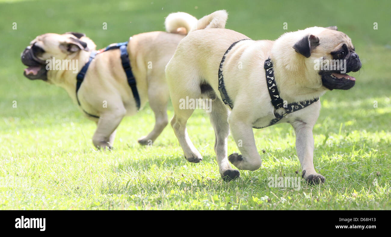 racing pugs