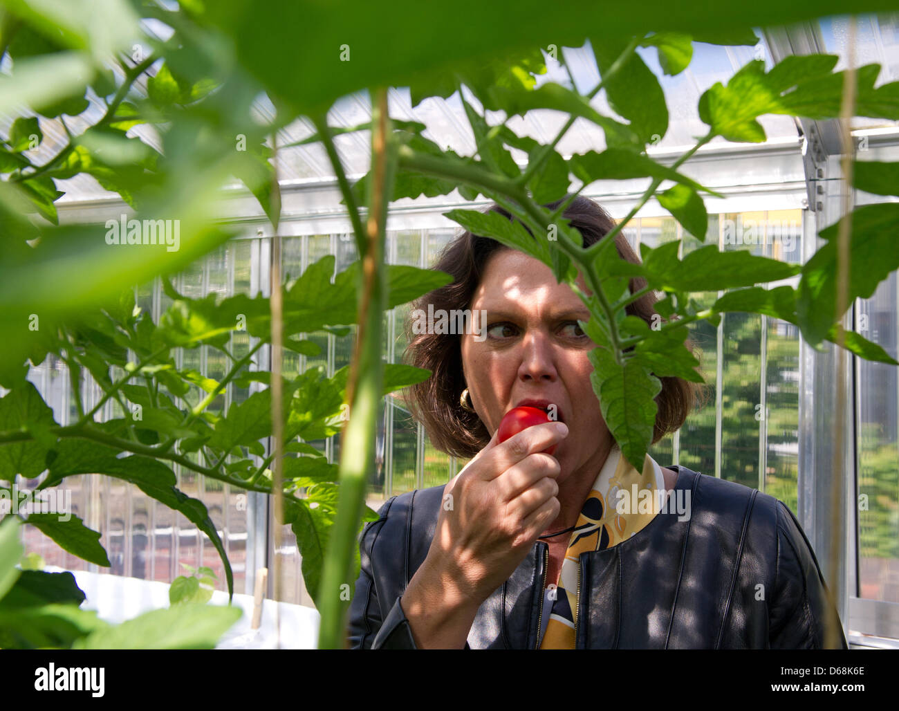 German Federal Agriculture Minister Ilse Aigner visits the company 'Efficient City Farming' and eats a tomato in Berlin, Germany, 17 July 2012. The project includes around 700 hobby gardeners. Her visit took place as part of the press tour on the topic of urban farming. Photo: SOEREN STACHE Stock Photo