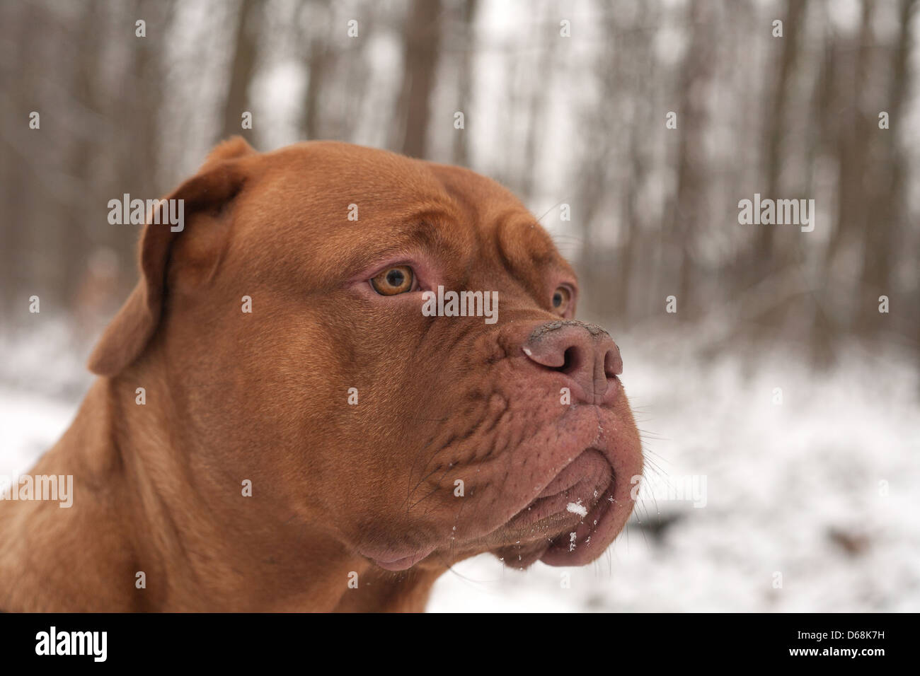 Dog portrait in the cold winter snow in a park Stock Photo - Alamy