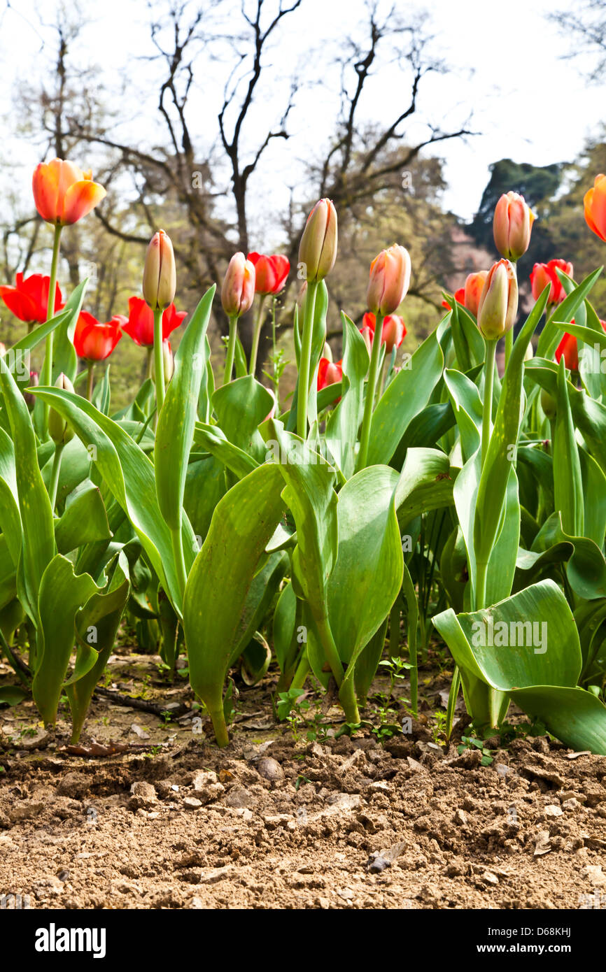 Spring tulips impregnated by the sun Stock Photo