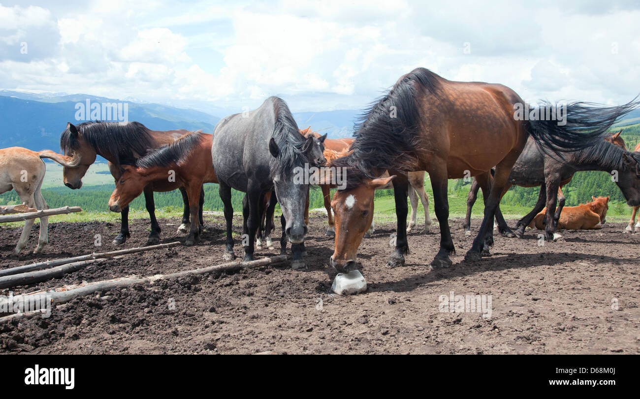 Horse licking rock salt on the mountain pasture Stock Photo Alamy