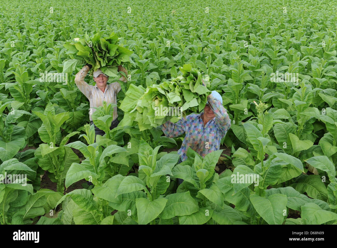 Polish seasonal labourers harvest tobacco of the 'Virginia' sort near  Altenheim, Germany, 19 July 2012. Tobacco farmers in Baden-Wuerttemberg  expect a decent harvest this year. Photo: PATRICK SEEGER Stock Photo