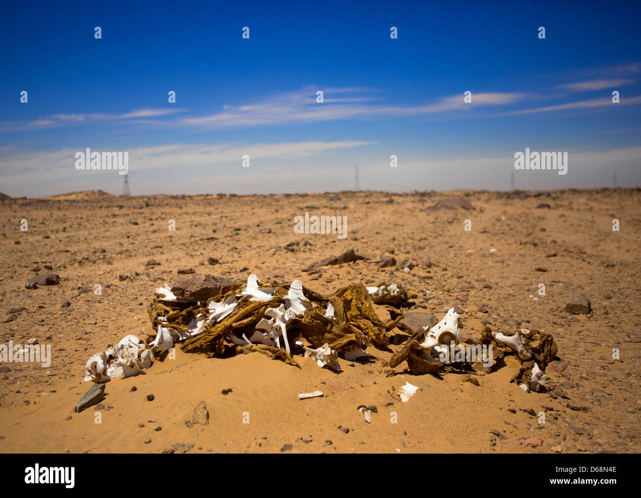 Dead Camel, Dongola, Sudan Stock Photo